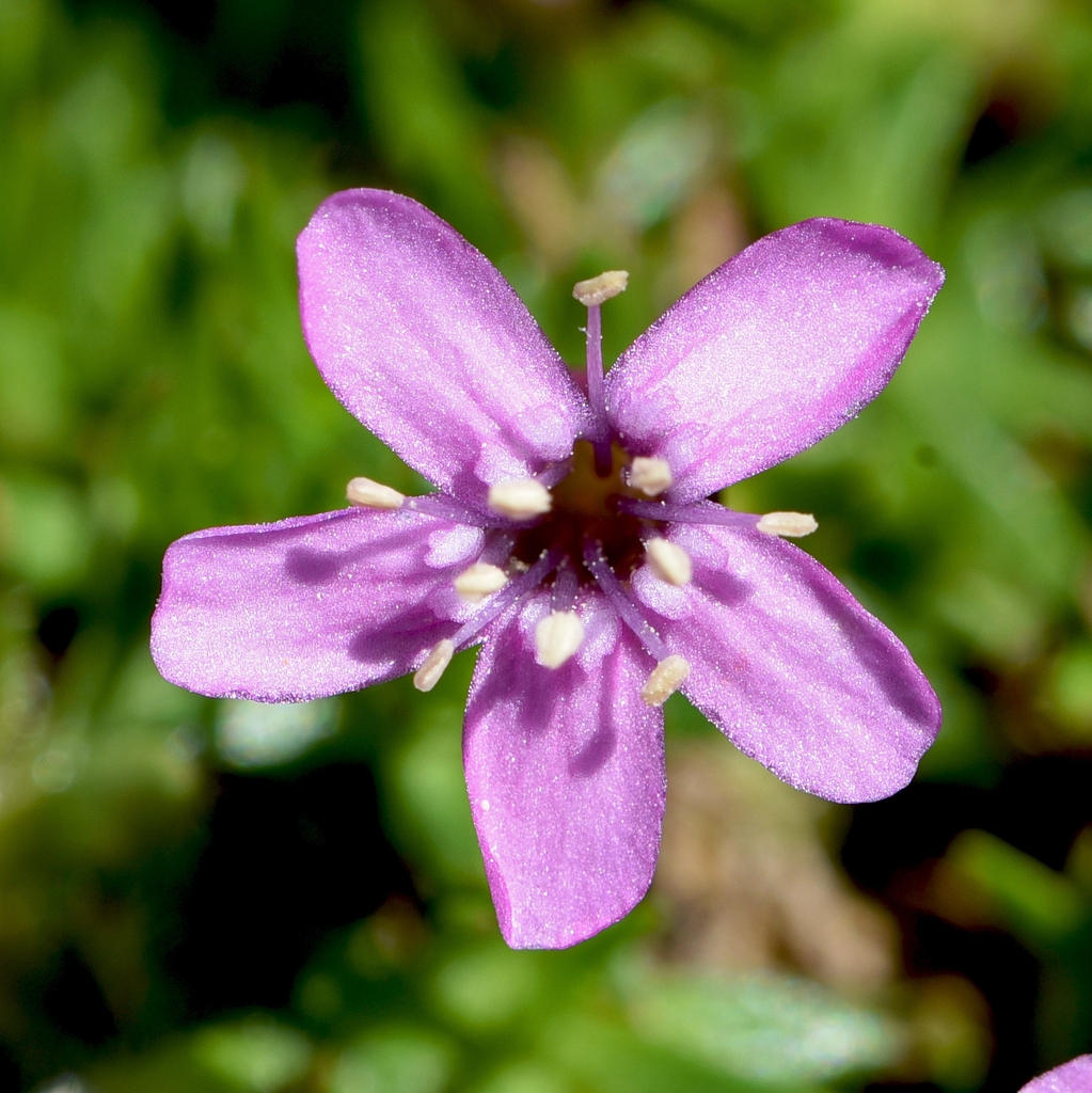 Flower closeup in August in Graubunden, Switzerland