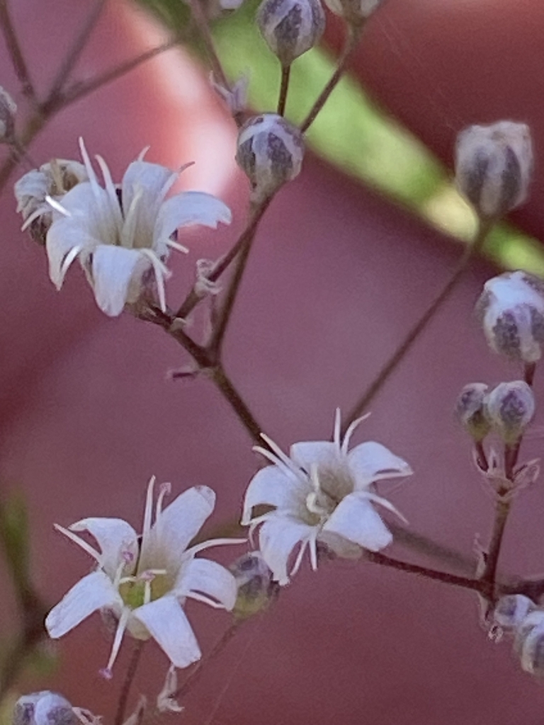 Flowers closeup in in August in Klaipeda Region in Latvia