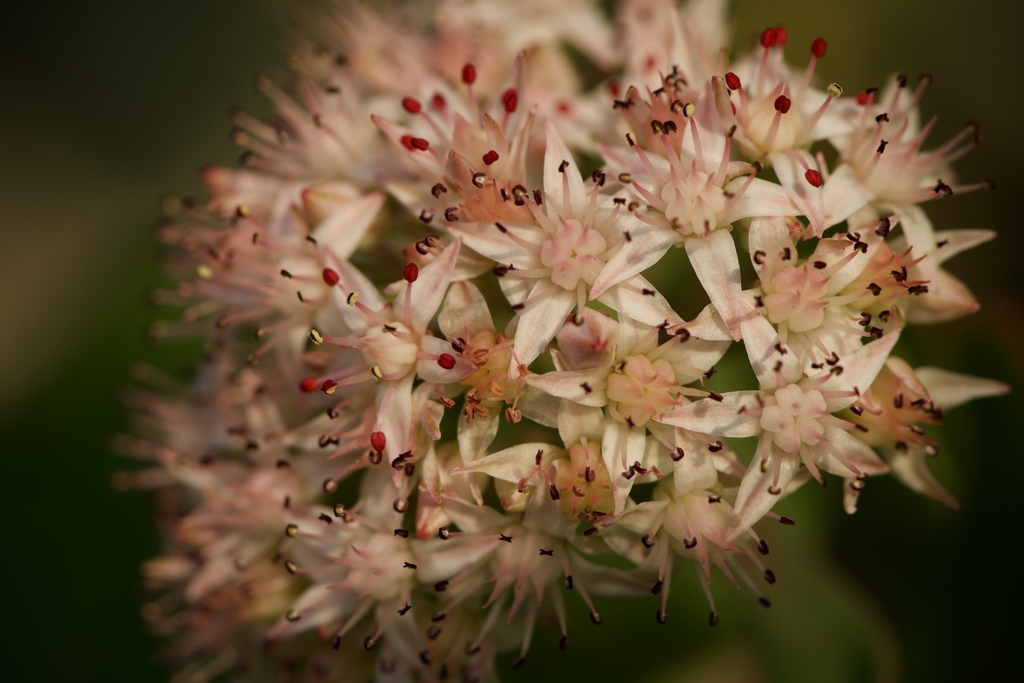 Flower Closeup in August in Wahington, Virginia