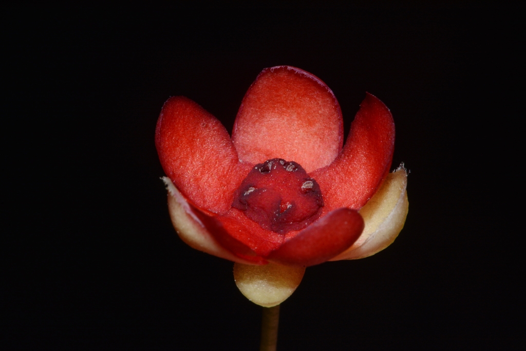 Flower close-up in Clarke County, Alabama