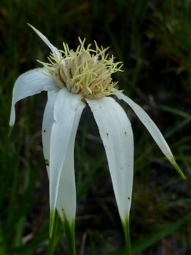 Flower close-up in May in Liberty, Florida