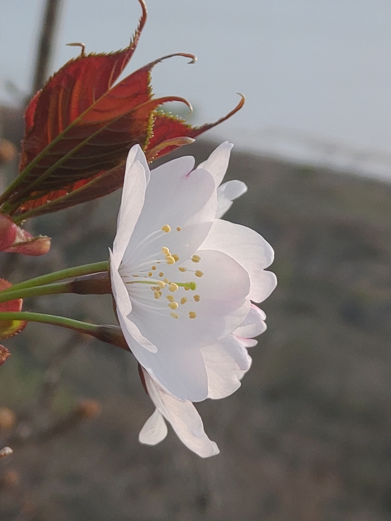 Flower close-up in May in Shkotovskiy rayon, Russia