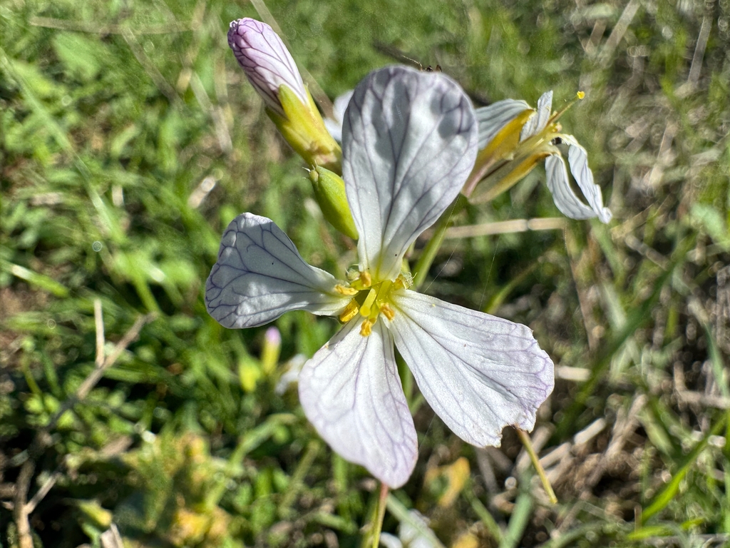 Flower close-up in November in Marin County, California