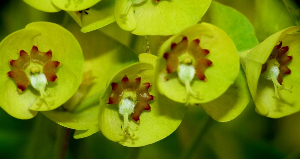 Flower closeup in September in Richmond, New Zealand