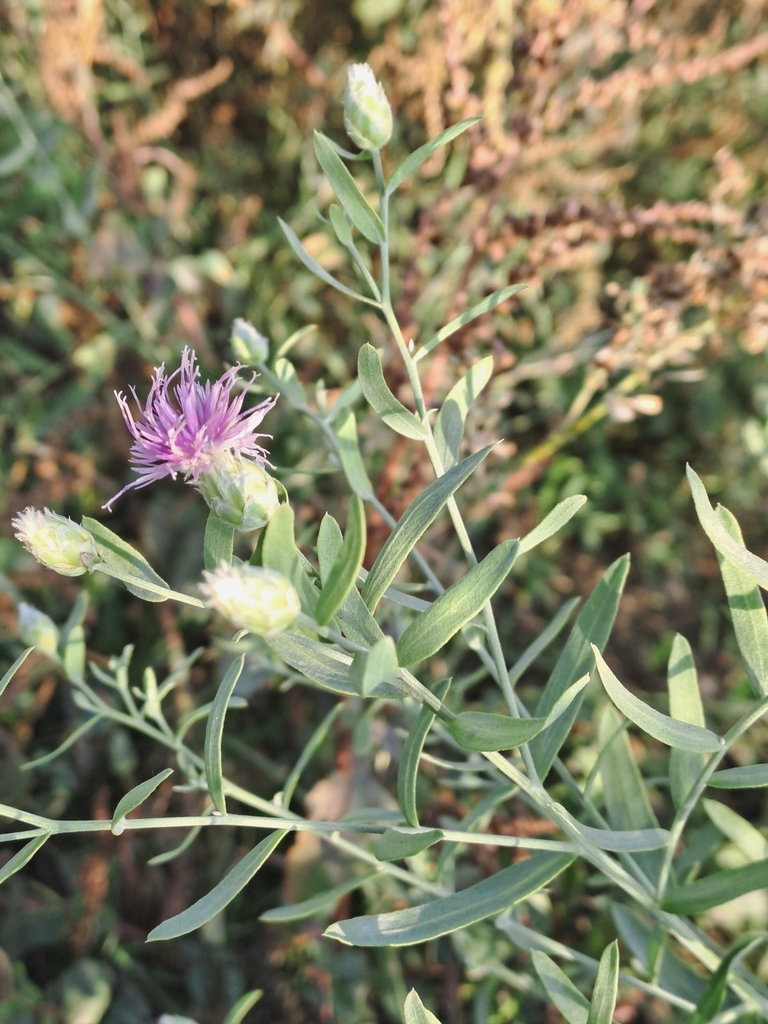 Flowers, leaves and stem in November in Qarshi, Uzbekistan