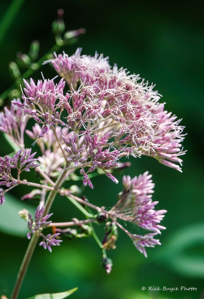 Closeup of flowers