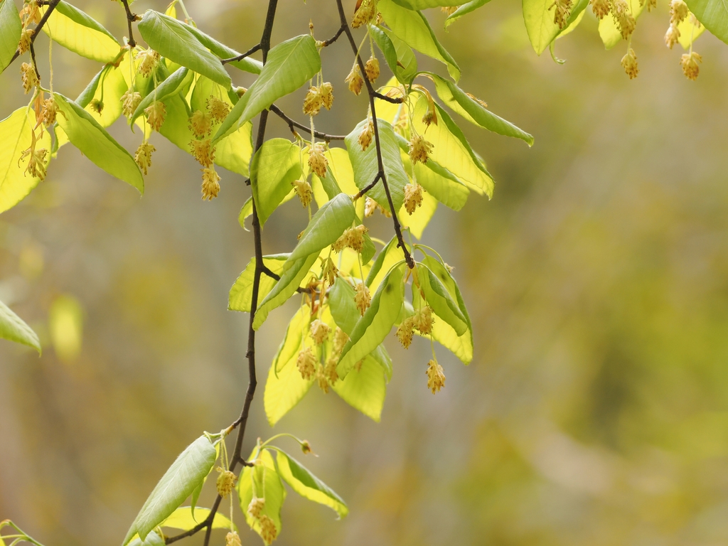 Flowers & Leaves in March in Zhejiang, China