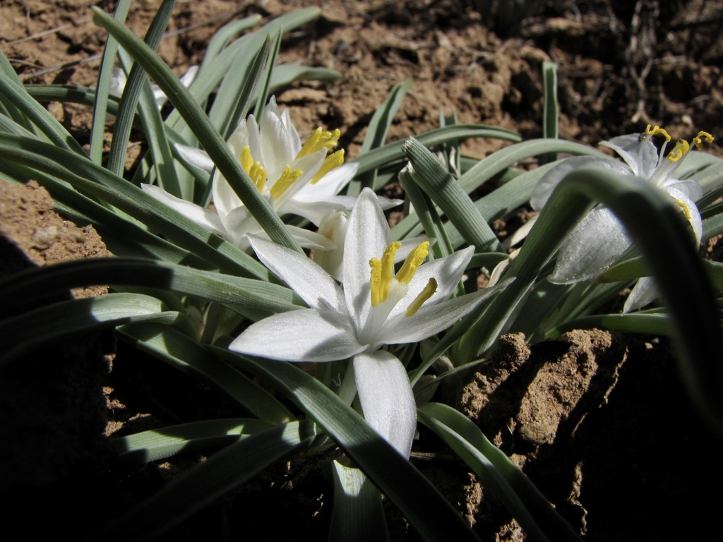Flowers and leaves in May in Crook County, Oregon