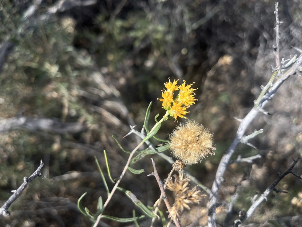 Flowers and seedhead in December in Brewster County, Texax