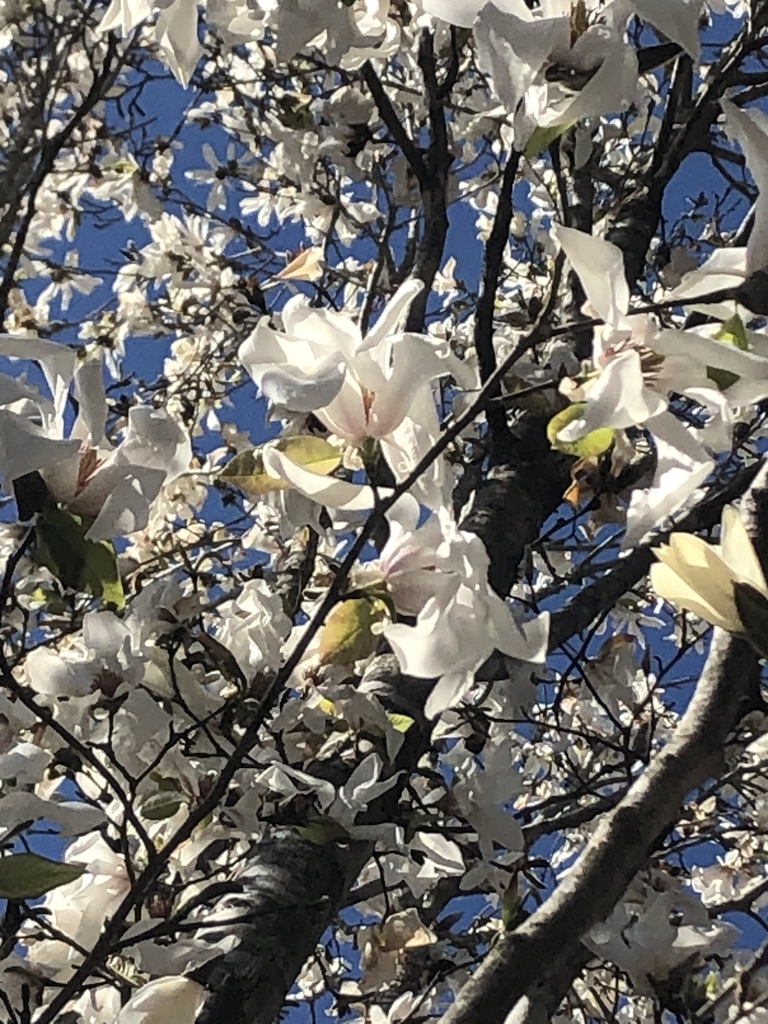 Magnolia kobus Flowers in March in Wake County, NC
