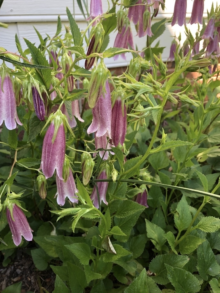 Flowers - Wake Co., NC