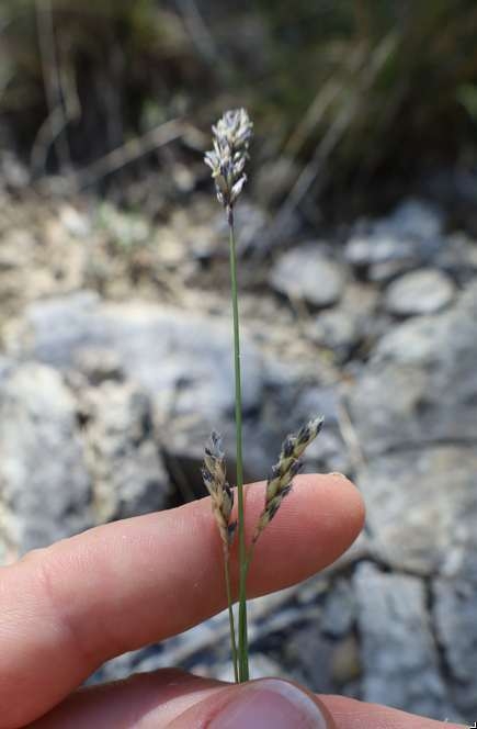 Flowers in April in Languedoc-Roussillon, France