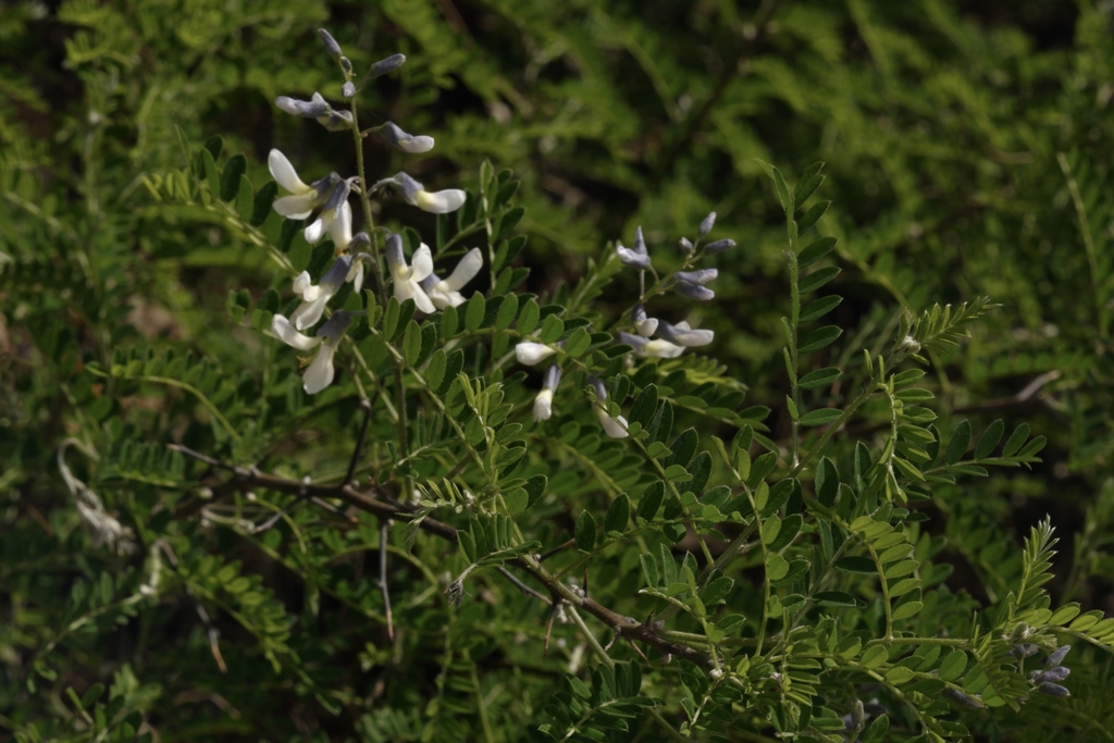 Flowers in April in Shanxi, China