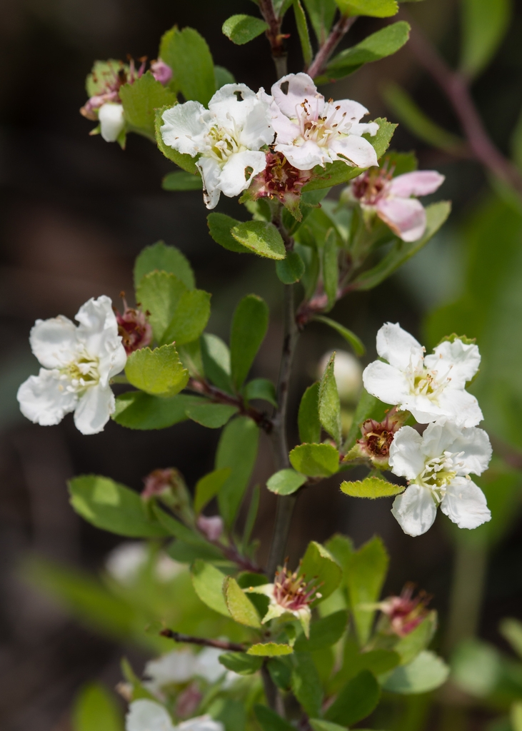Flowers in April