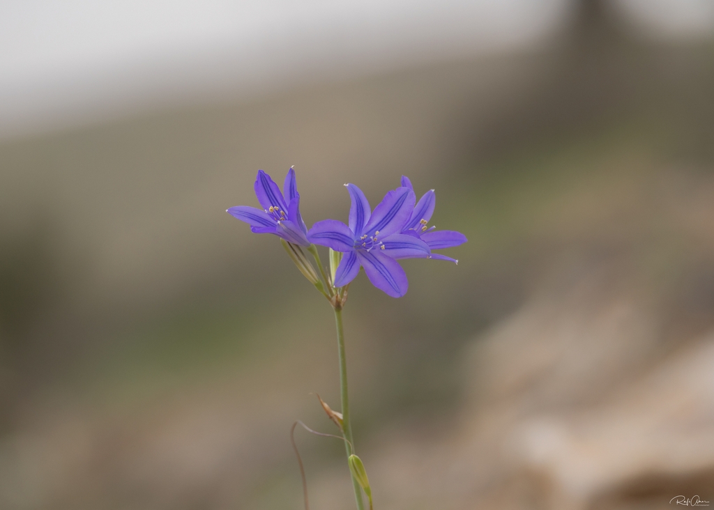 Flowers in April in HaDarom in Israel