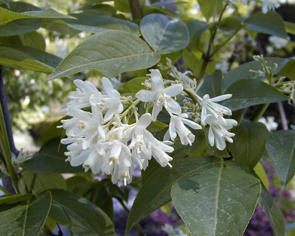 A stalk of several white 5 petalled flowers in April in Spain