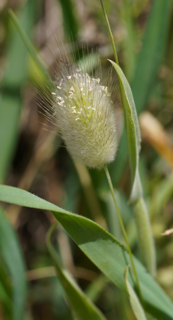Flower and Leaves in April in Attica in Greece