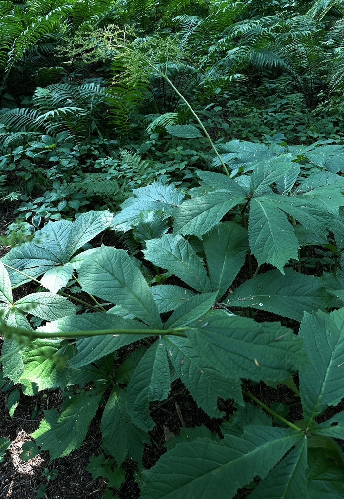 Flowers in August in Saratoga County, New York