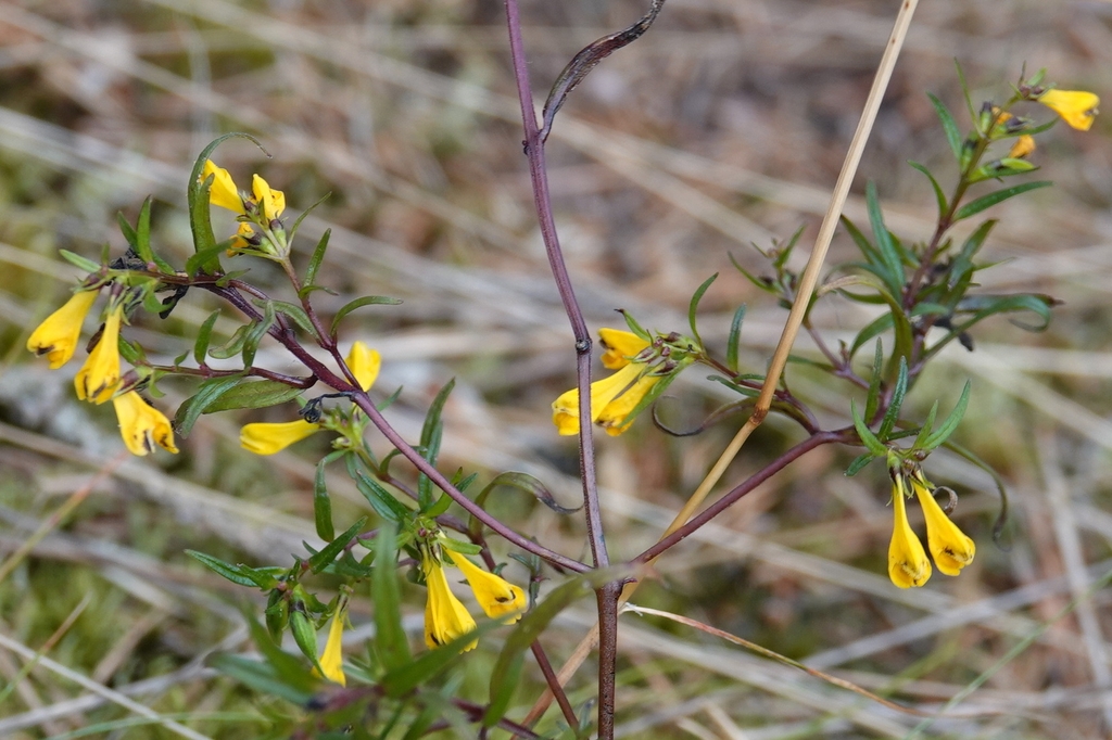 Flowers/Stem/Leaves in August in Thuringen in Germany