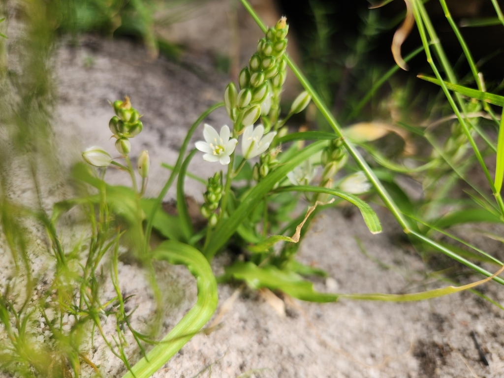 Flowers and buds in November in Cape Wineland County, S.Africa