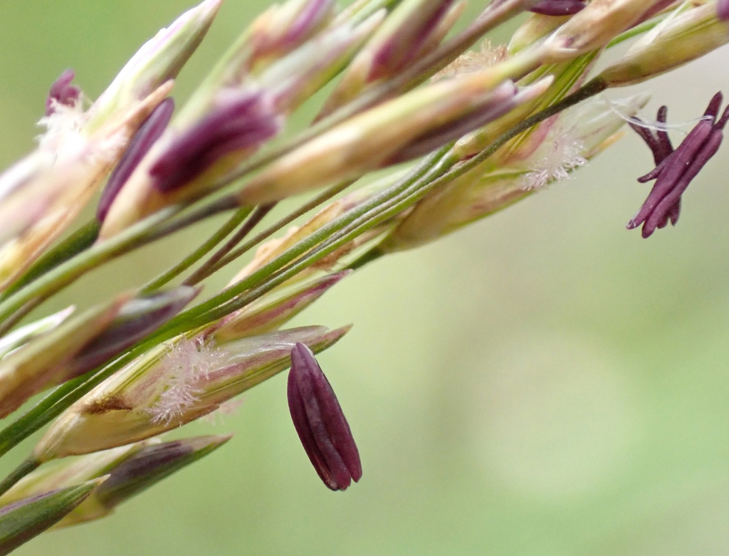Flower closup in July in Cheshire in the United Kingdom
