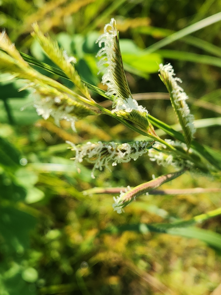 Flowers in July in Milwaukee County, Wisconsin