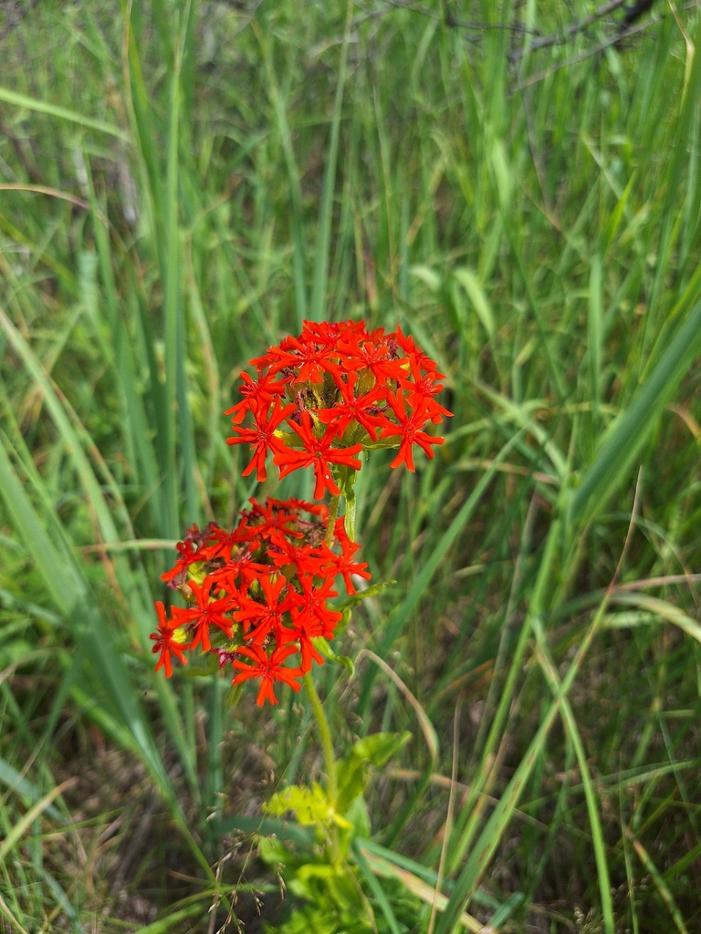 Flowers in July in Novosibirsk in Russia