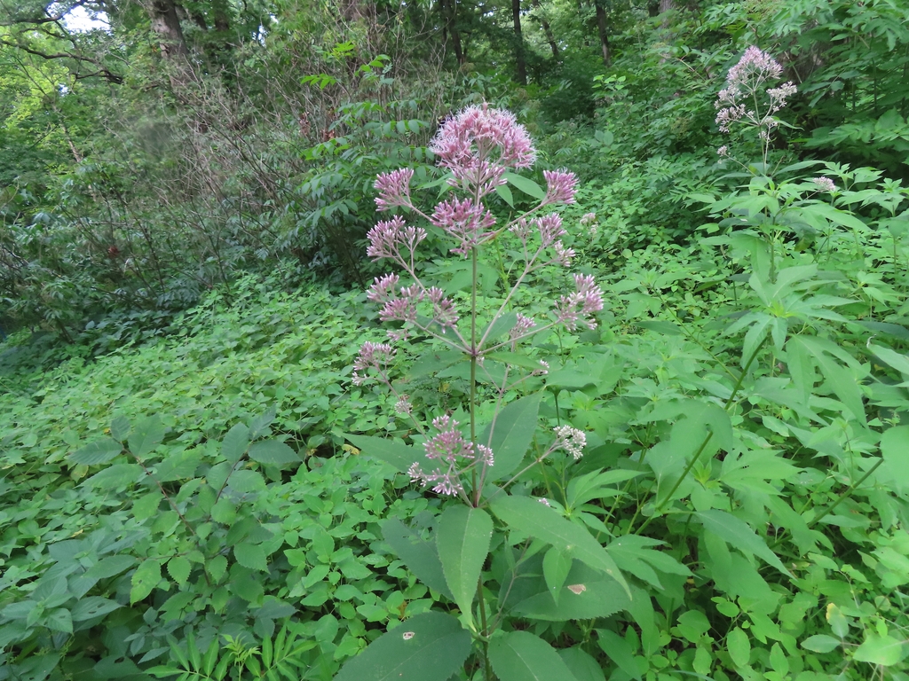 Flowers in July