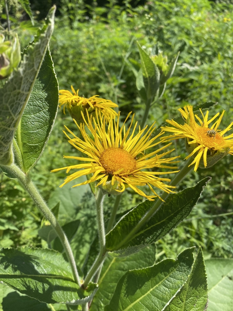Flowers in July in Mostovskiy rayon, Russia