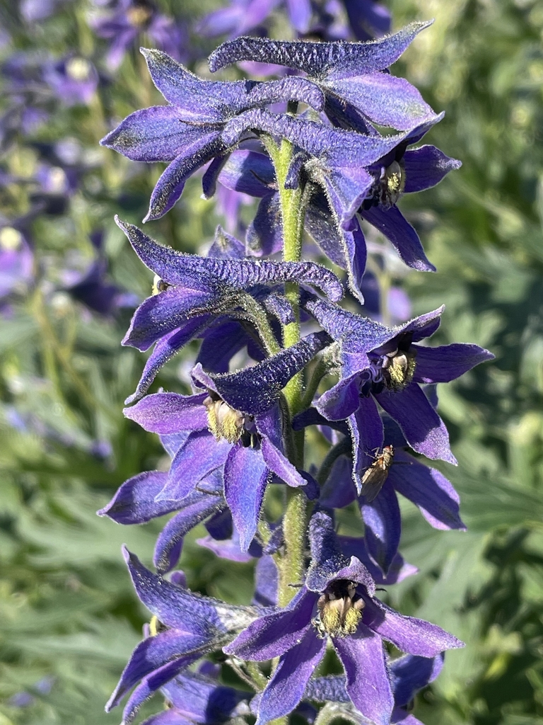 Flowers in July in Provence-Alpes-Côte d'Azur, France