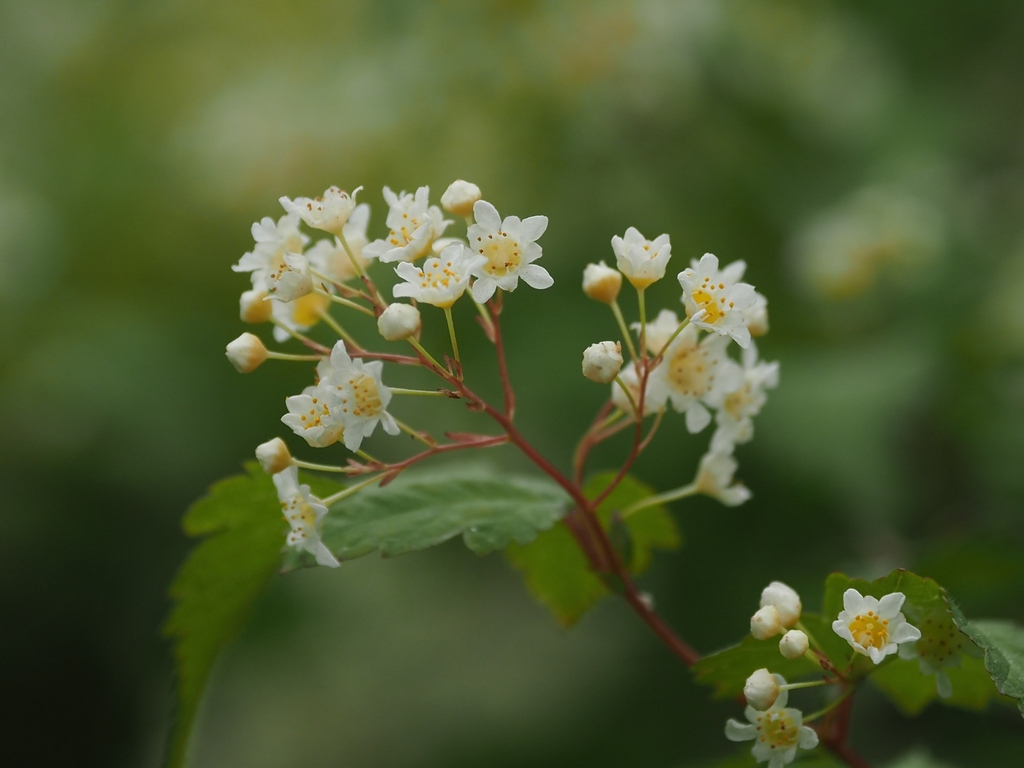 Flowers & flower buds in June in Fukushima, Japan
