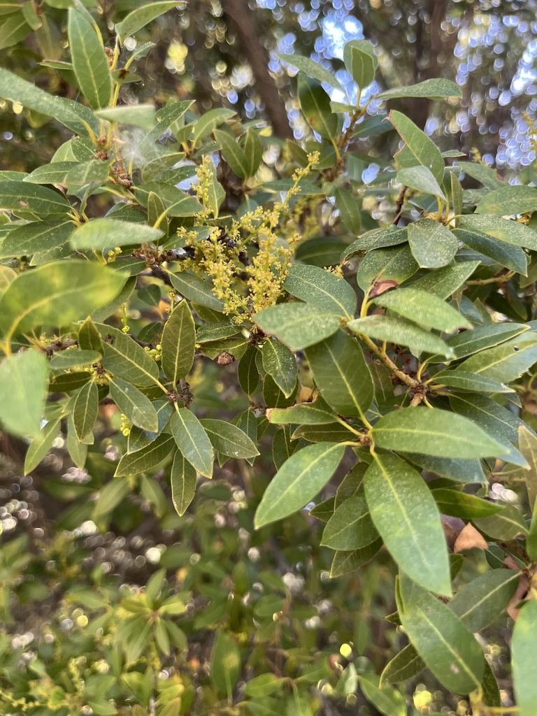 Flowers in June in Washoe County, Nevada