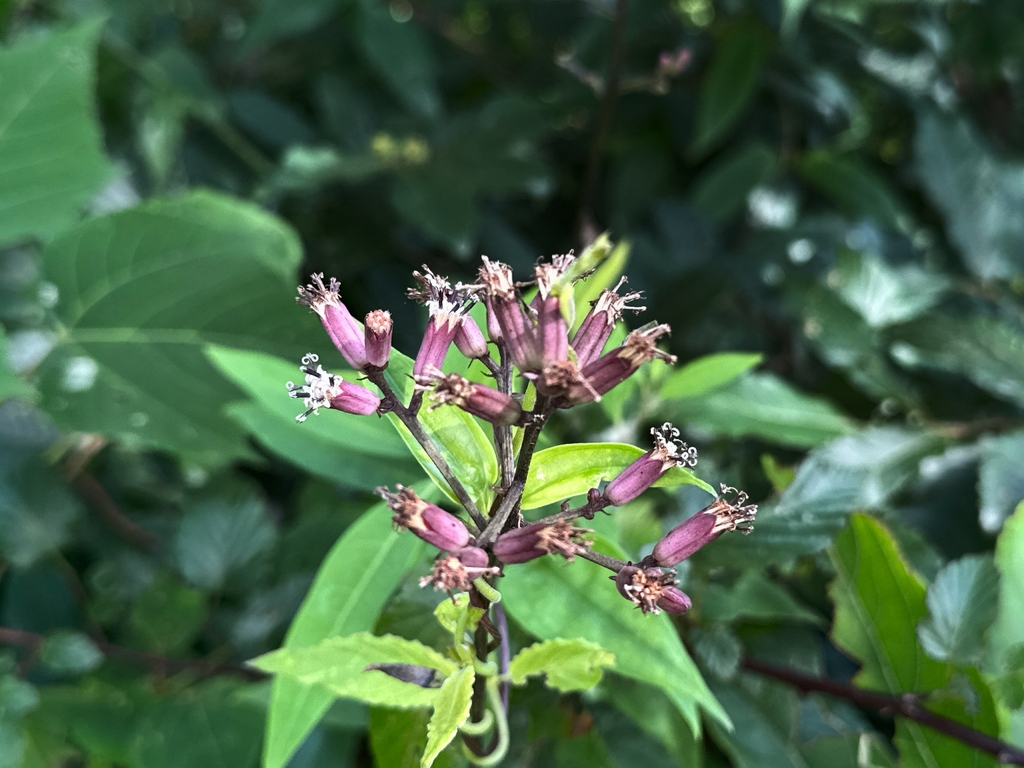 Flowers in June in Zhejiang, China