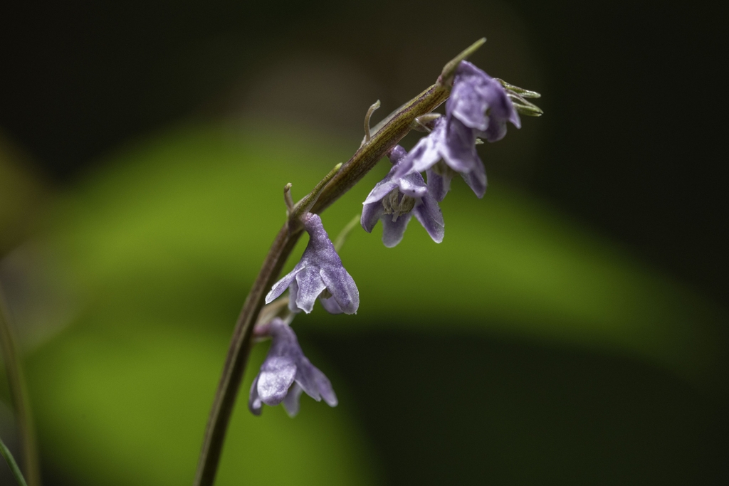 Flowers in June in Darjeeling, India