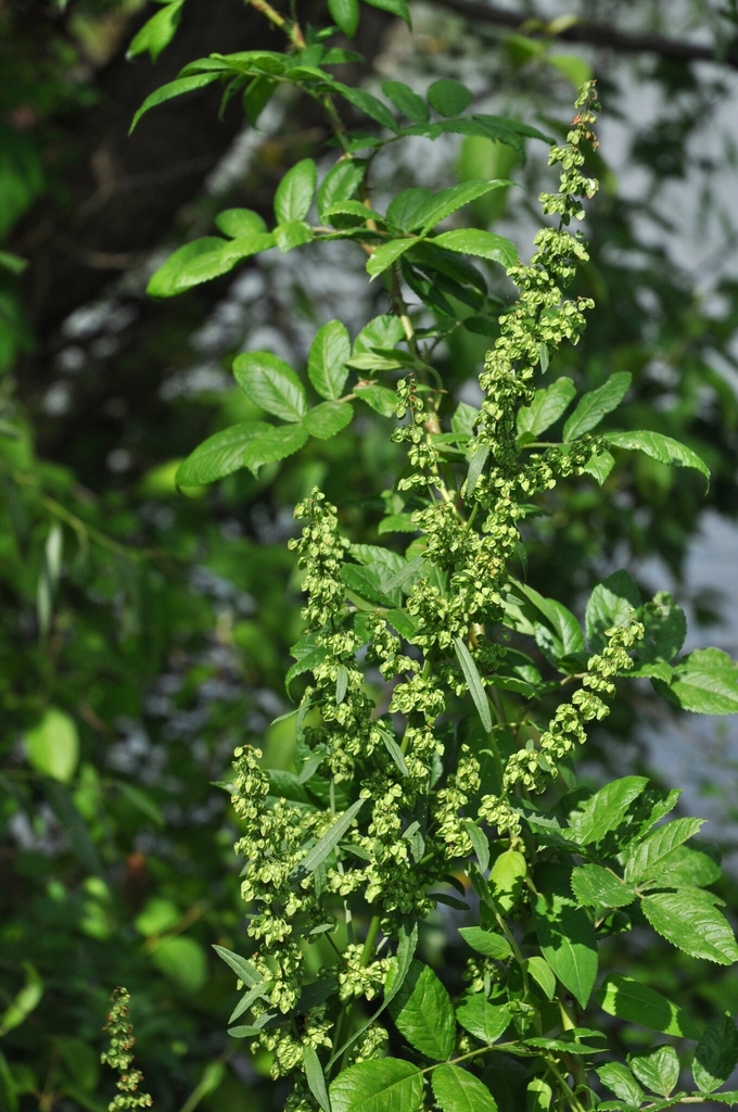 Flowers in June in Somerset County, New Jersy