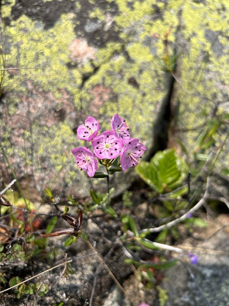 Flowers in June in Terrace Bay in Ontario