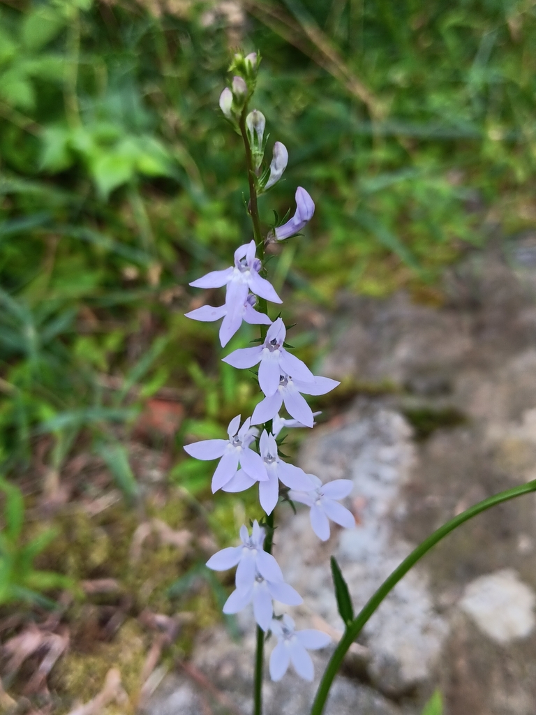Flowers in June in Warren County, New Jersey