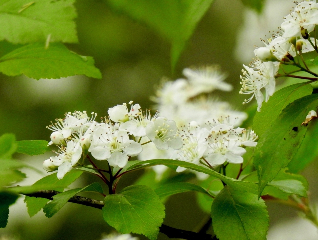 Flowers in March in Bayou Manchac, Louisiana