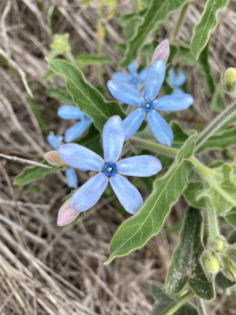 Flowers in March in Bega Valley, Australia
