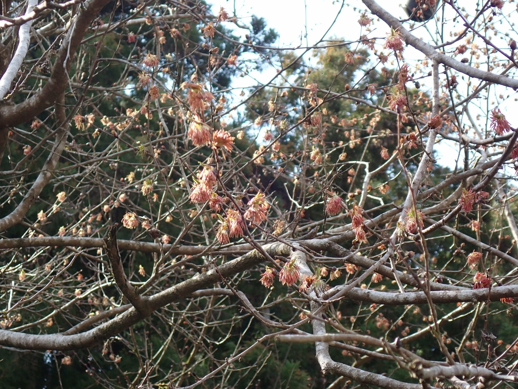 Flowers in March in Tokyo, Japan