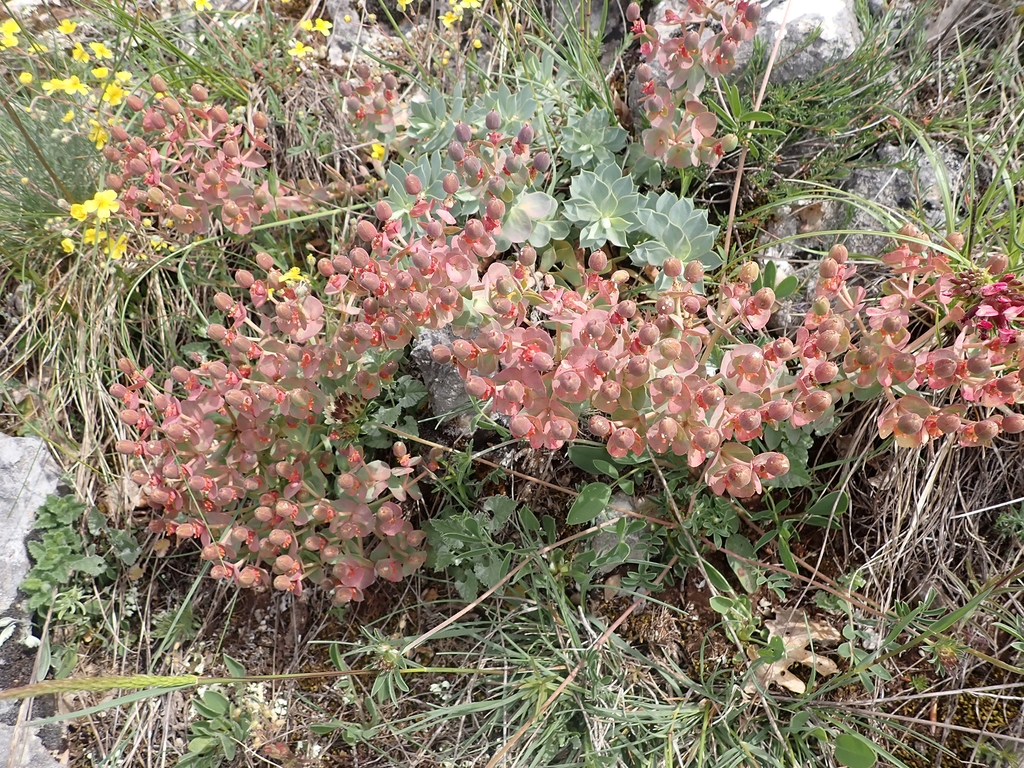 Form with flower buds & pink flowers in May in Abruzzo, Italy
