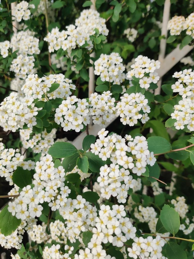 Flowers in May in Minsk, Belarus