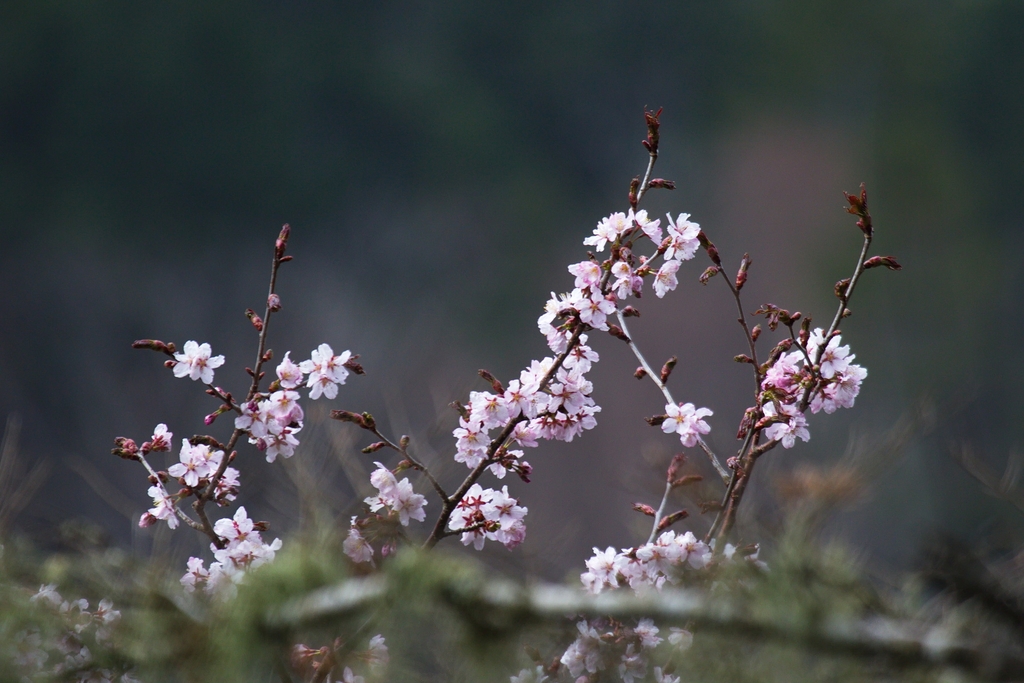 Flowers in May in Sakhalin, Russia