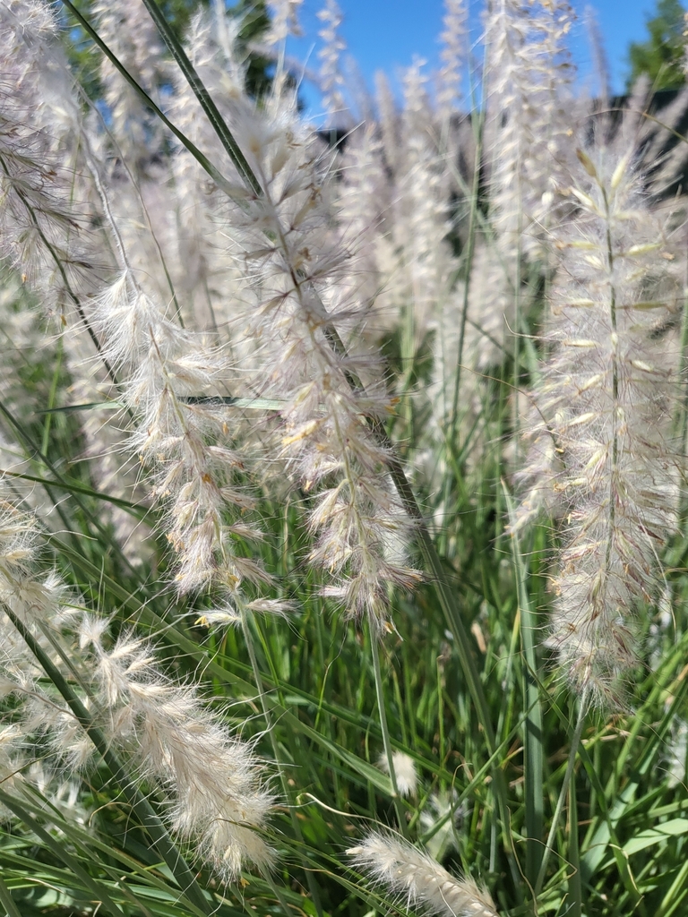 Flowers in May in Shasta County, California