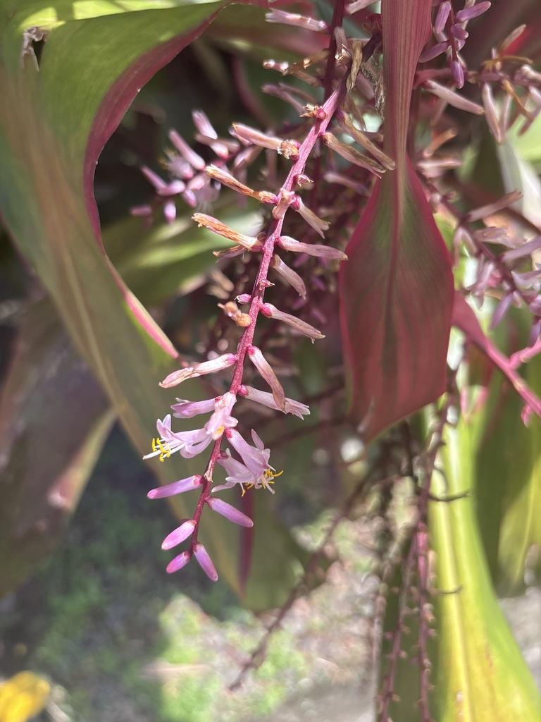 Branched spike of pale pink flowers with exserted anthers.