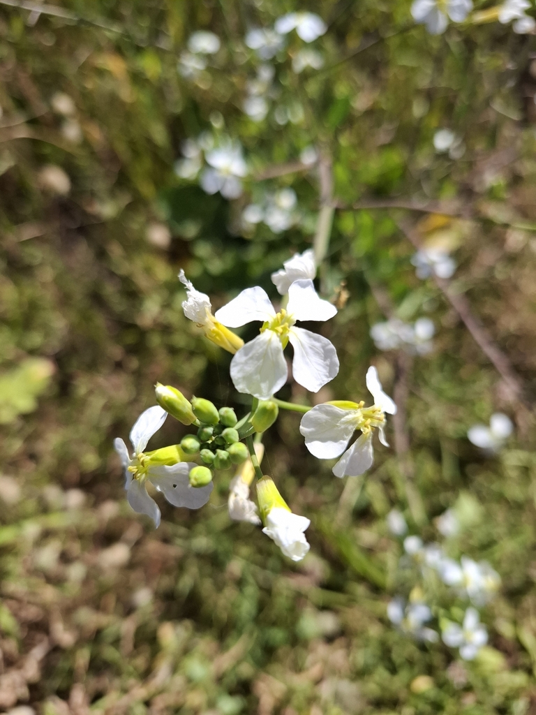 Flowers in November in Wellington County, New Zealand