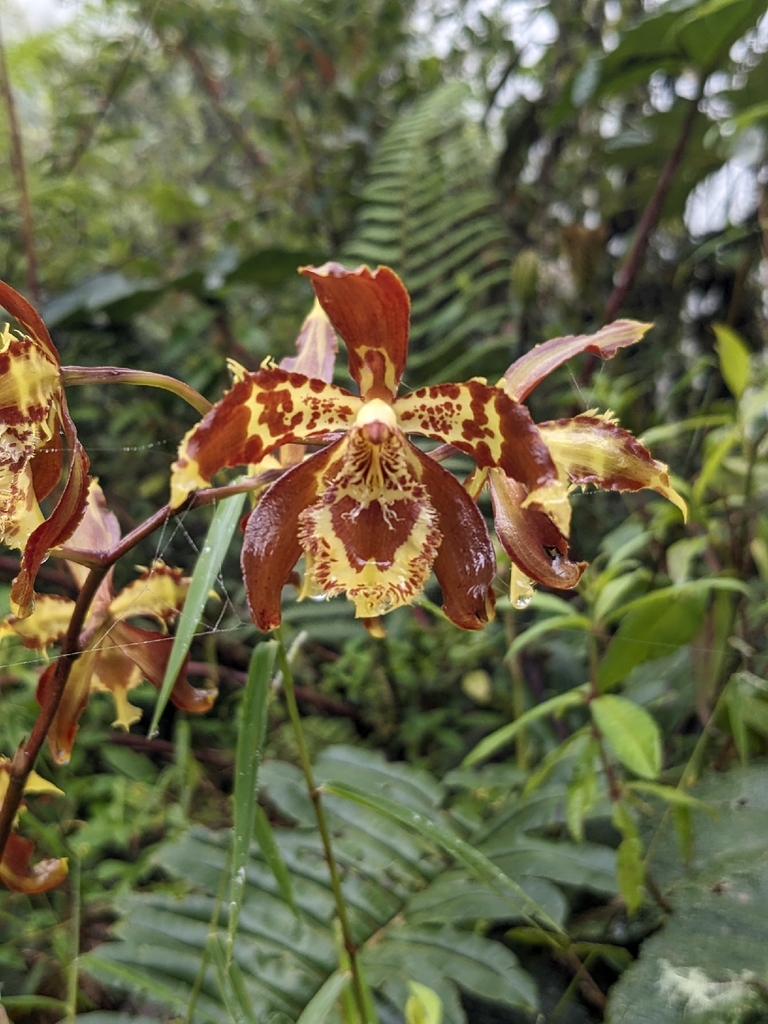 Yellow/Brown flowers in October. Antioquia, Colombia