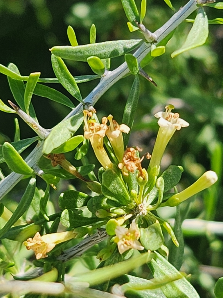 Orange trumpet-like flowers in October. Maricopa County, Arizona