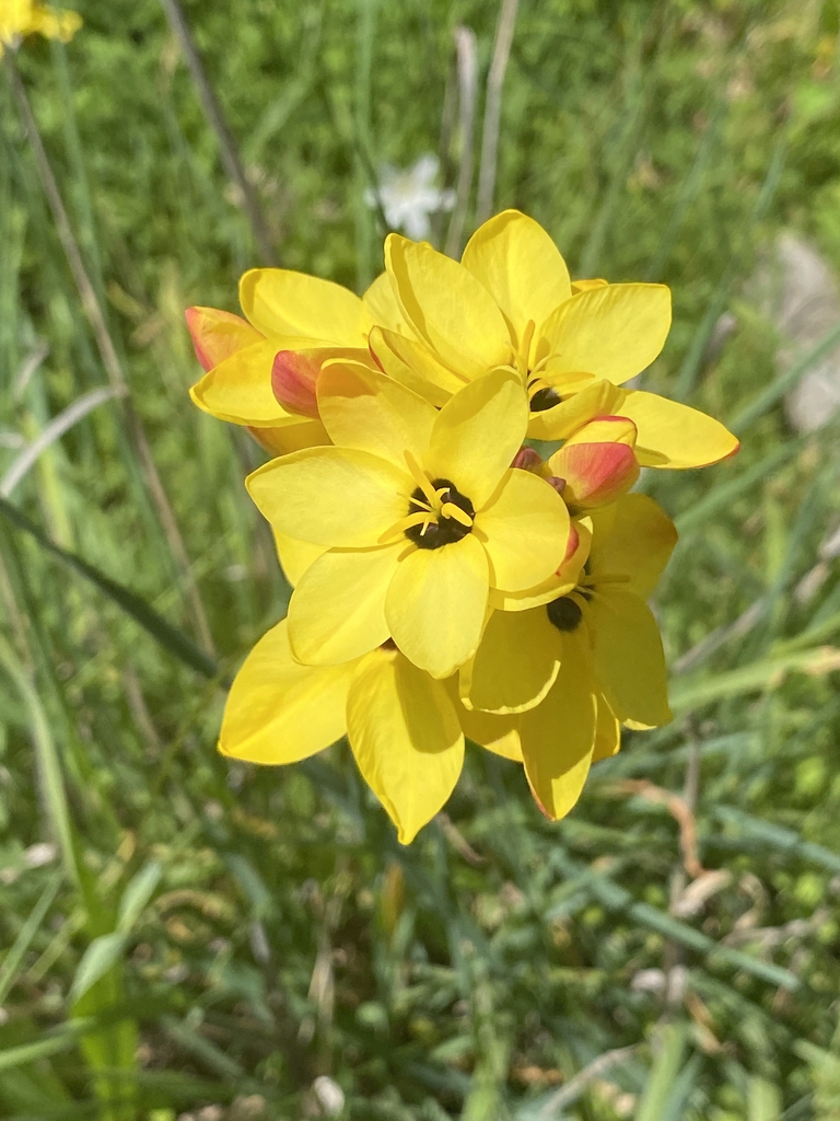 Flowers in October in Onkaparing in Australia