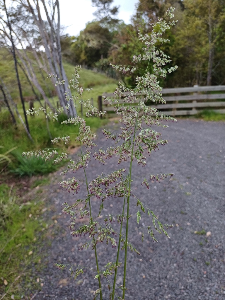 Flowers in October in Orere Point, New Zealand